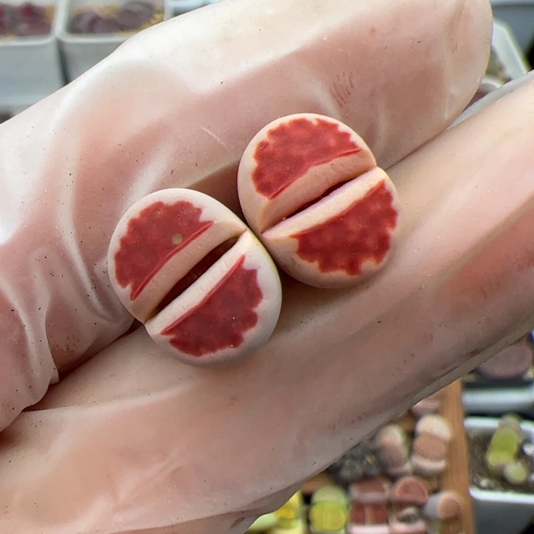 请****尼026号 特赤多肉植物2个