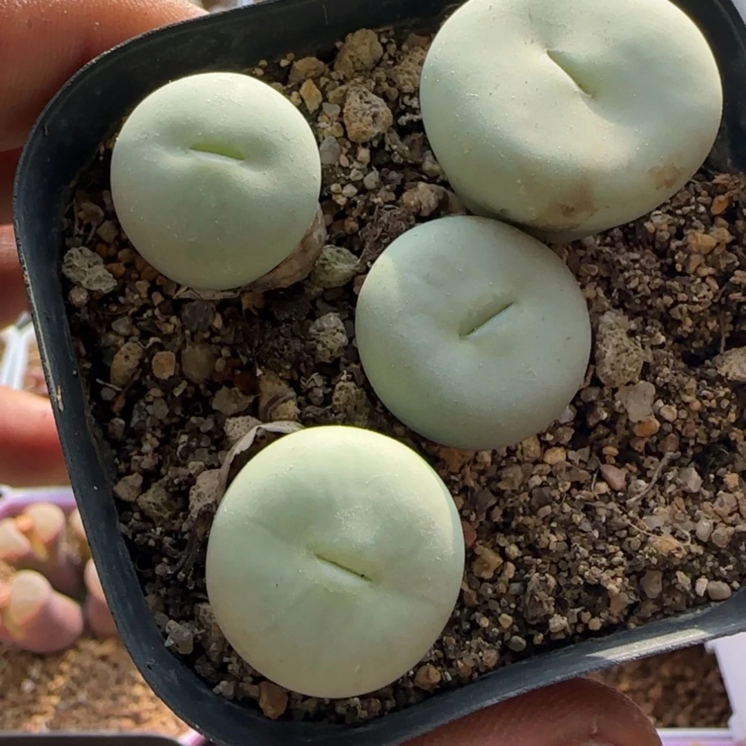 【闪购商品】21775