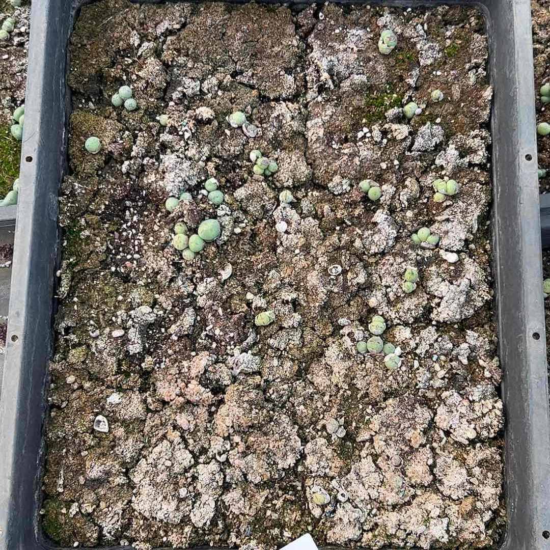 清框脱土发无售后。     359