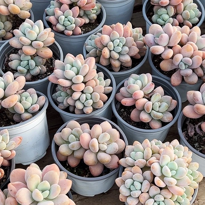 红洛神         福利多多