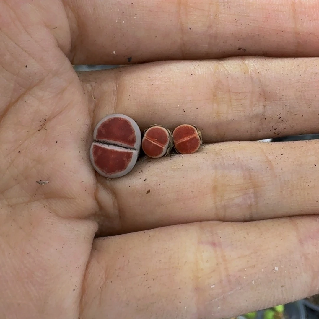 阿***三2871 生石花和肉锥