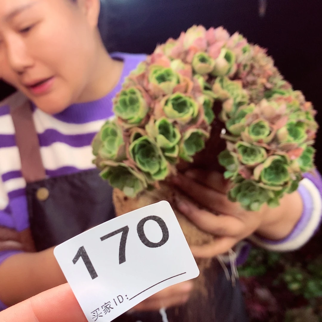 柒柒精品多肉脱土发货不包断侧枝170