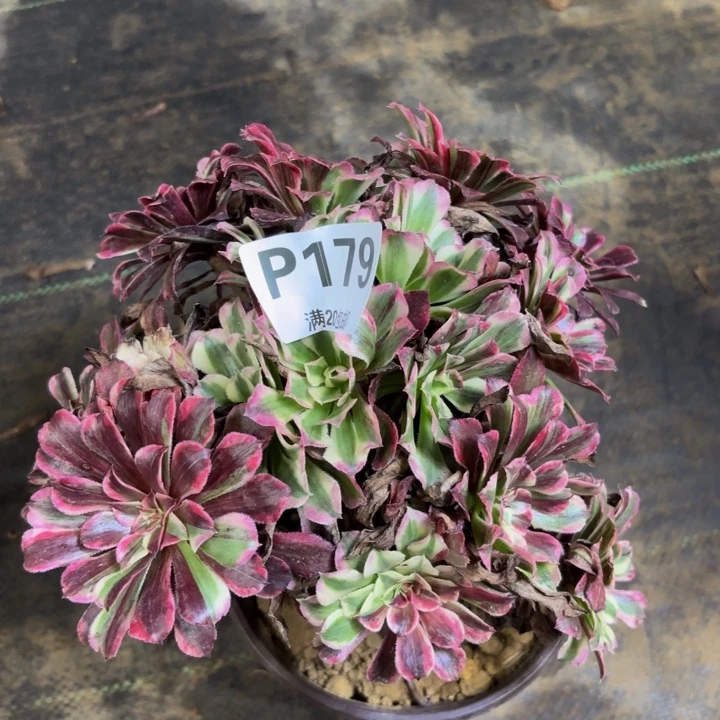 瑞妈多肉植物179.