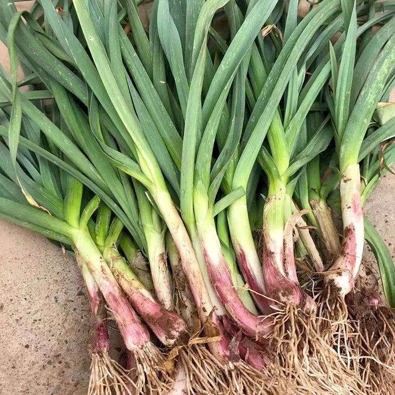 贵州本地农家火蒜苗