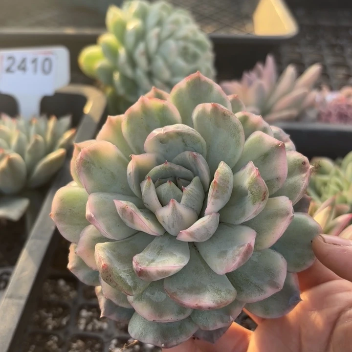 草莓蛋糕锦多肉植物多肉植物