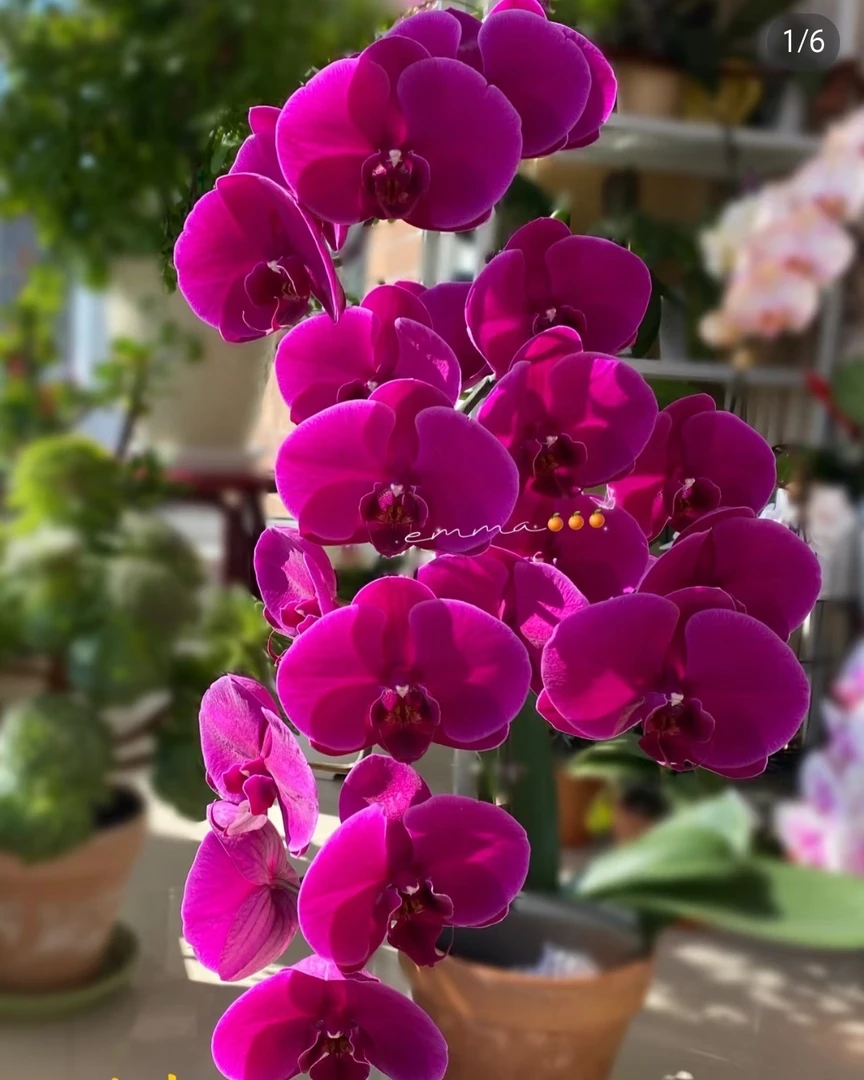 《红豆杉》3.0寸杯，不带剑，红色中大花型蝴蝶兰，微瑕疵不售后