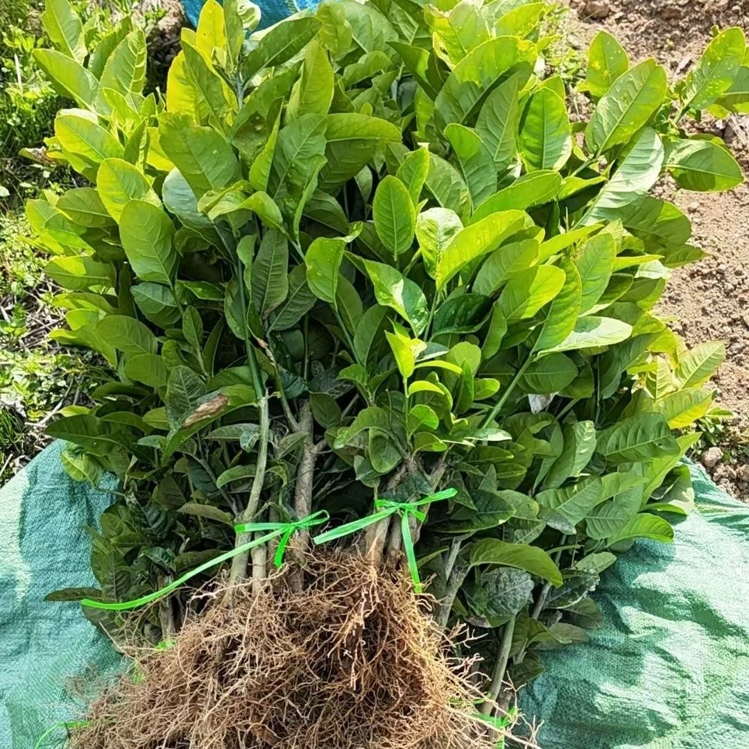 云南高山精品脆皮香橼苗