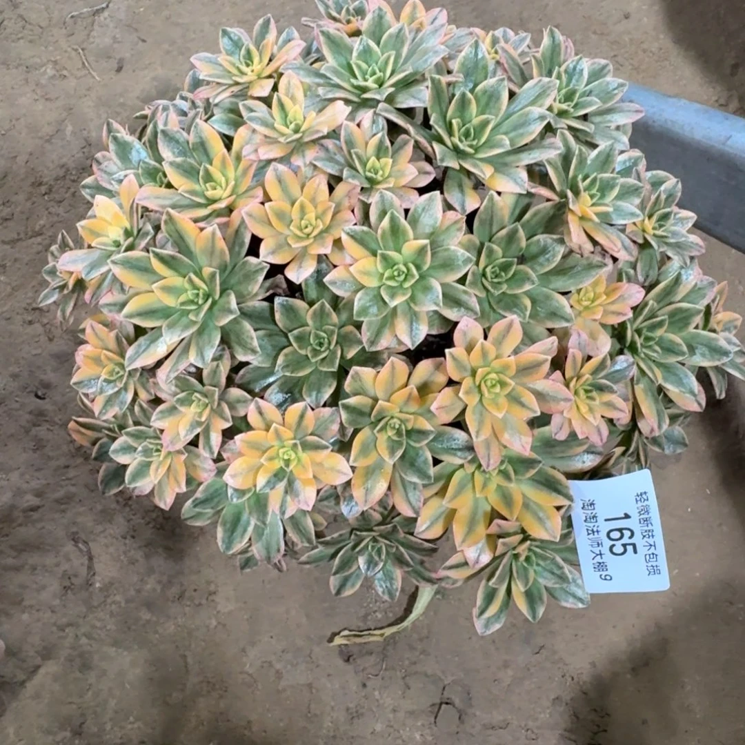 *****165甜茶多肉植物多肉植物