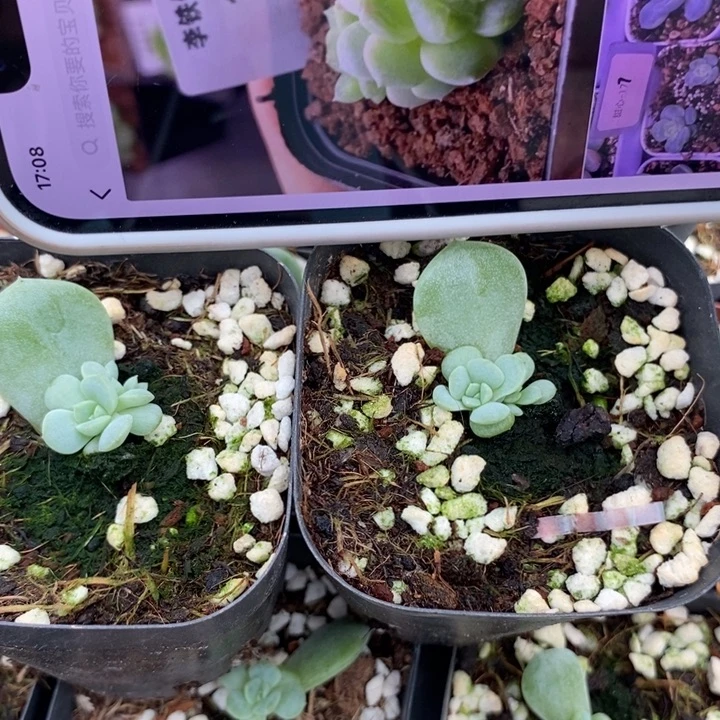 标680甜心177一个量