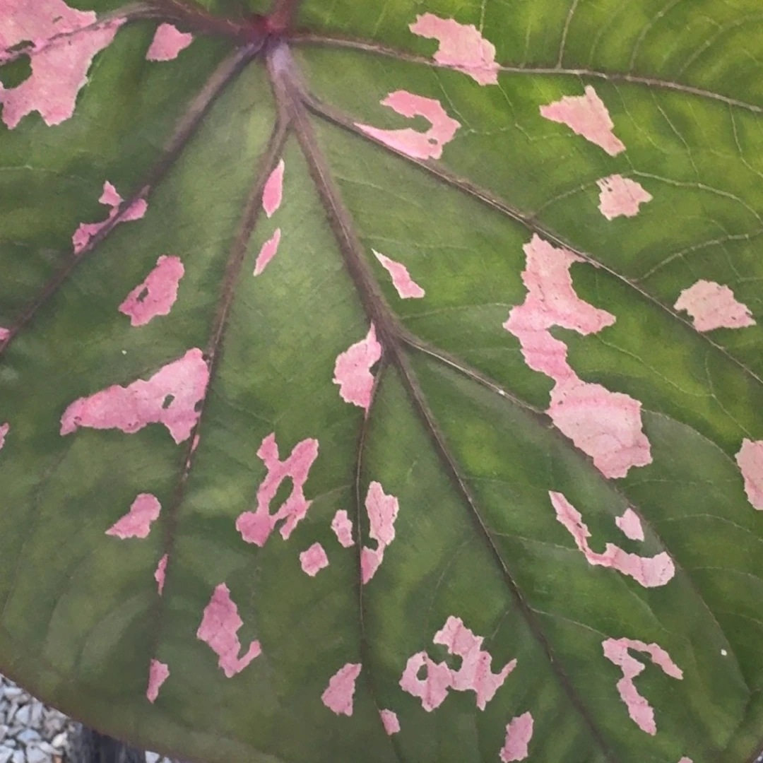 无花朵E215泰彩紫玉