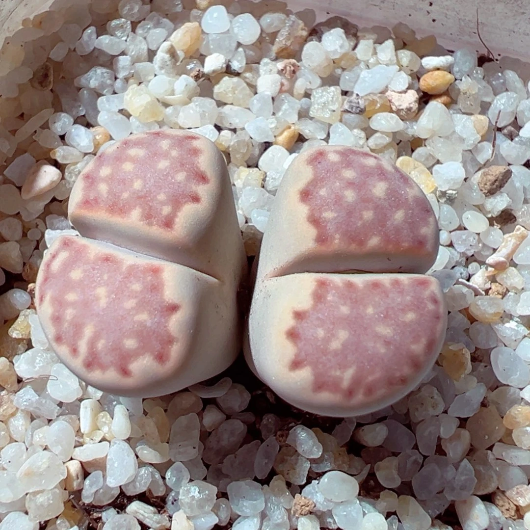 1114-686多肉多日饼干