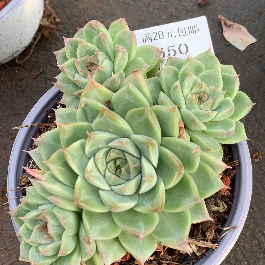 【闪购商品】云650号