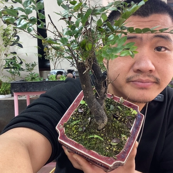 以实际为准盆栽绿植盆景152