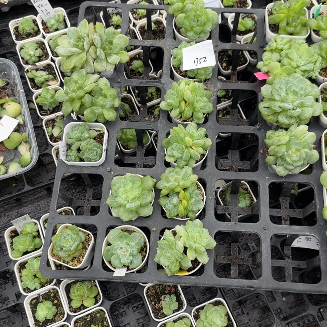 舜***子1752号11个 一半托满20包邮