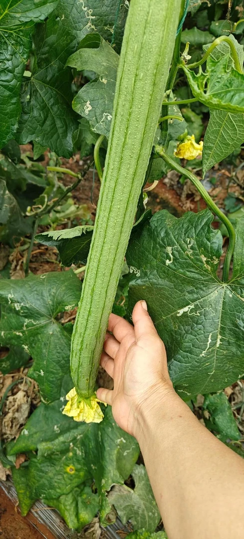 中绿丝瓜苗 高产品种