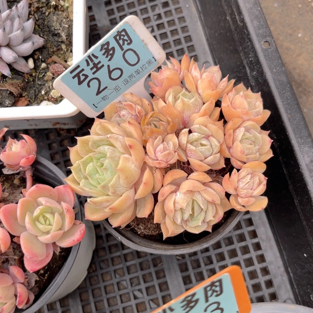 云尘多肉一物一拍260，