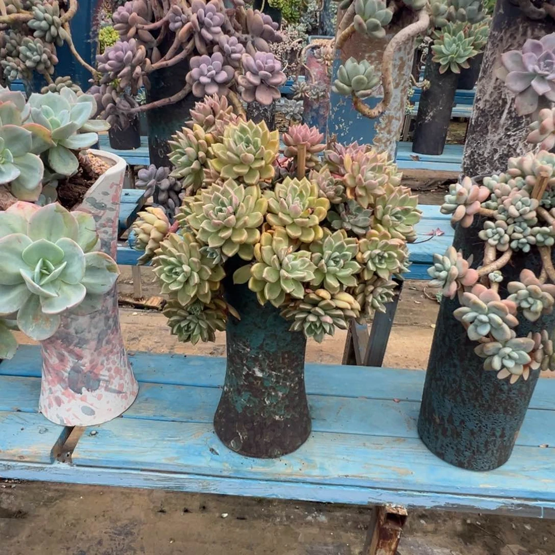 精品油漆桶悬崖 裸根