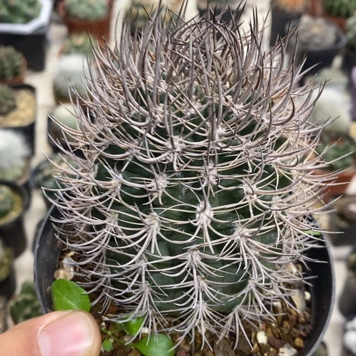 狂刺逆豹丸特价福利