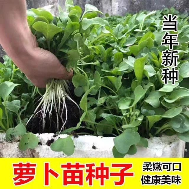 四季速生专吃萝卜苗萝卜种子菜娃娃菜种子农家阳台小院有机蔬菜籽