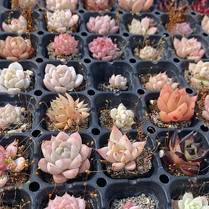 212 多肉植物盆栽花卉植物