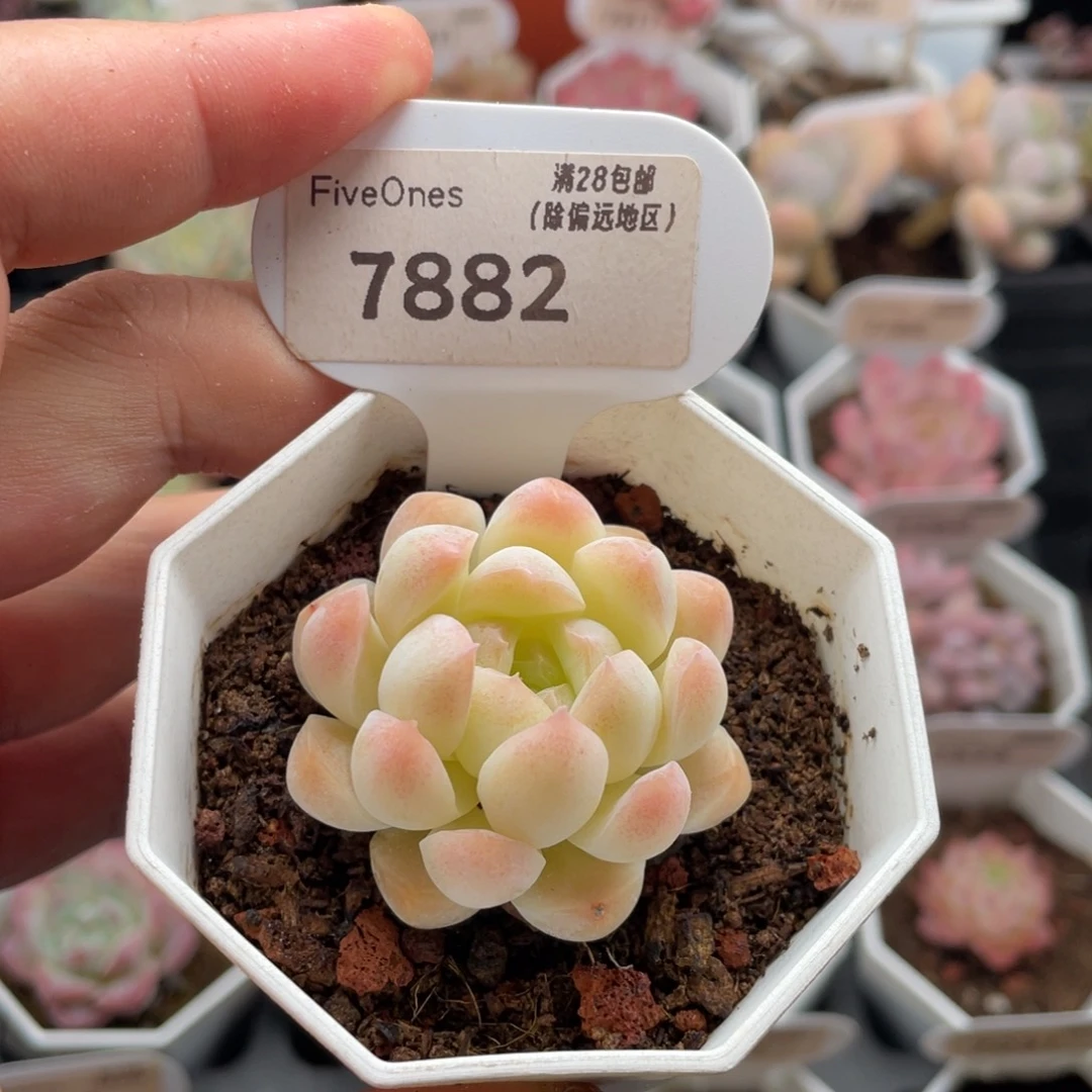 白桃汽水7882-4.5厘米