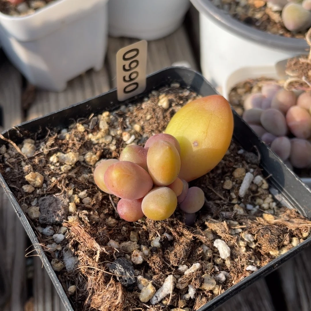 潘朵拉三头多肉植物