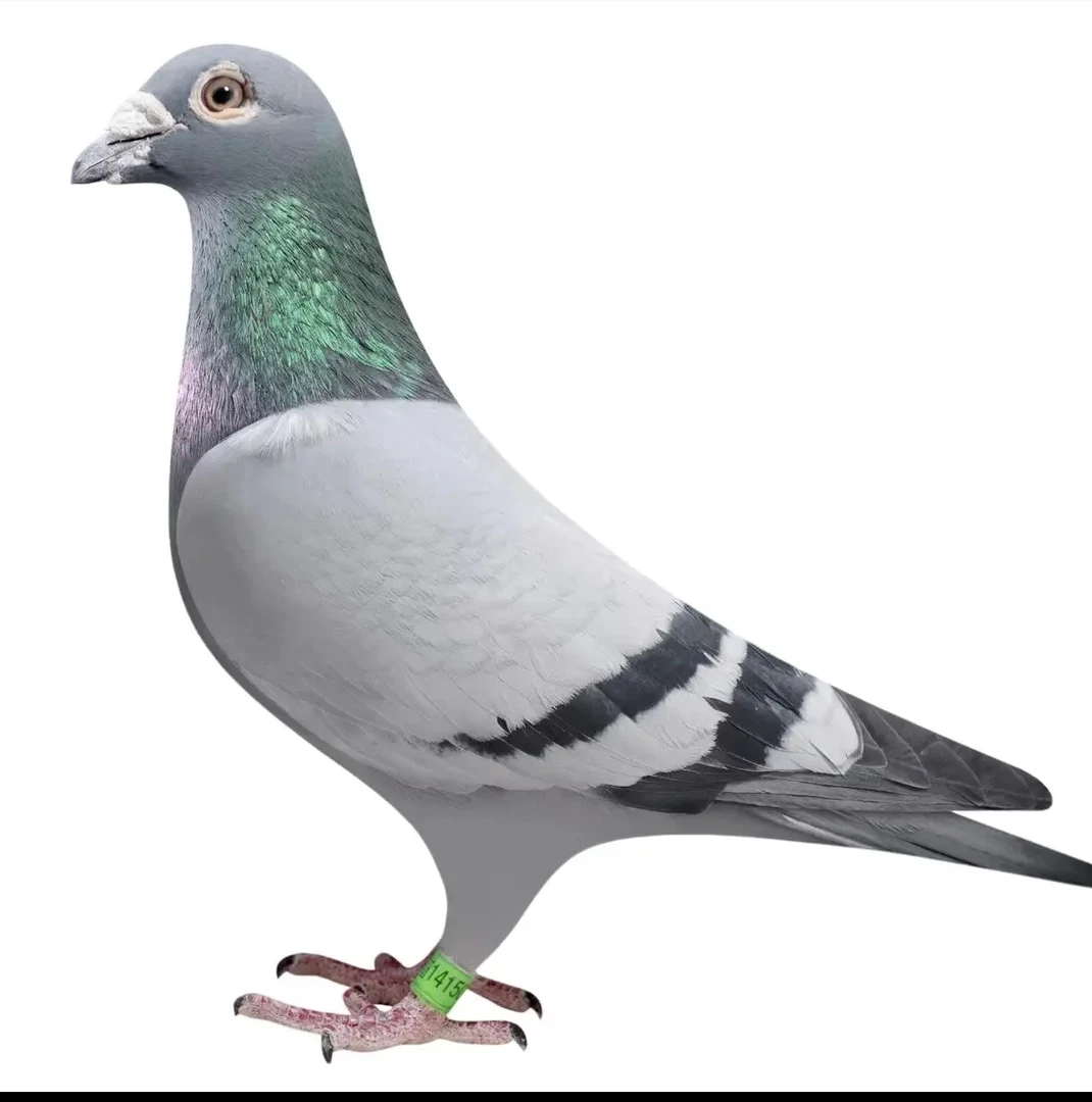 信鸽赛鸽种鸽成绩鸽子一物一拍以直播间实际显示为准