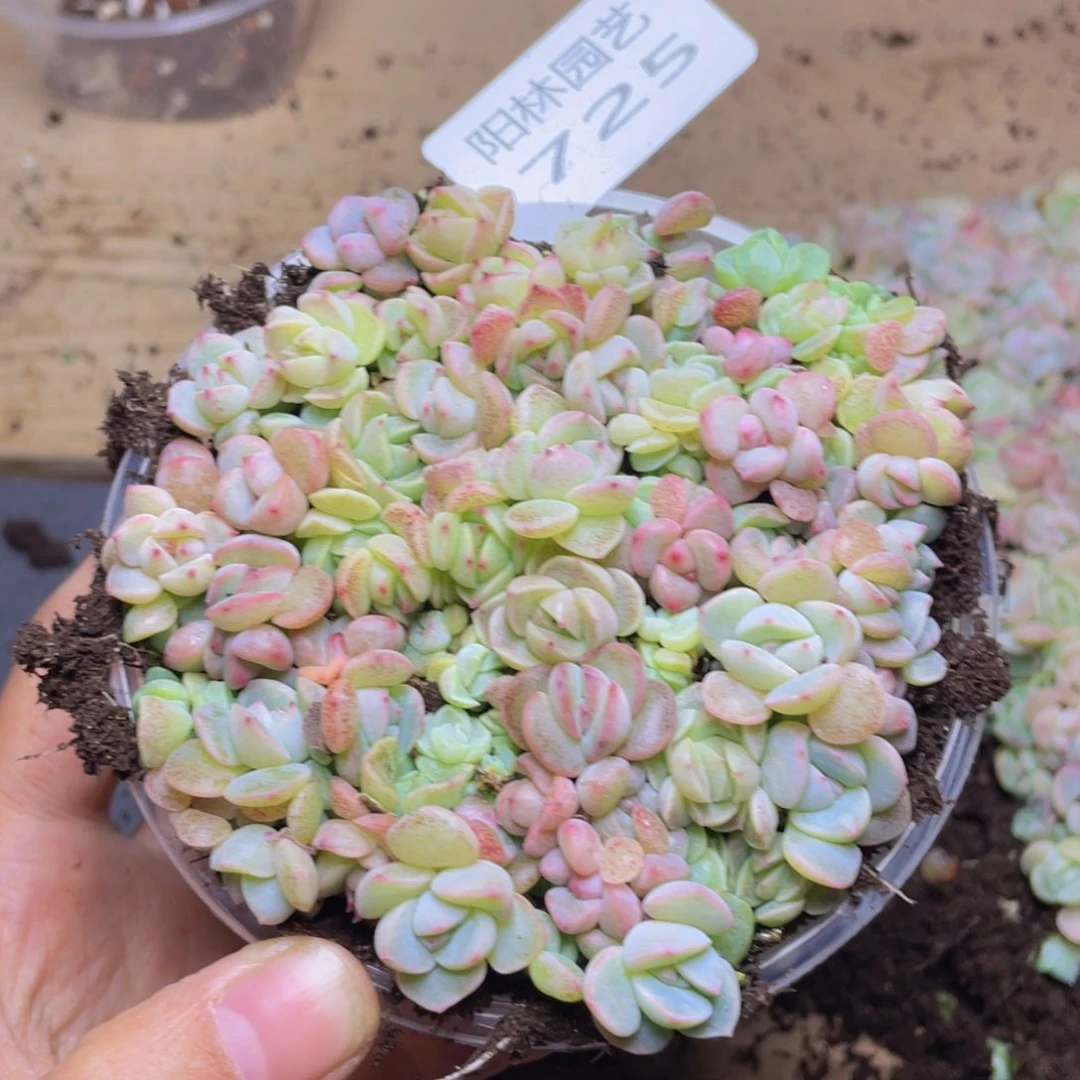 多肉植物多肉植物725