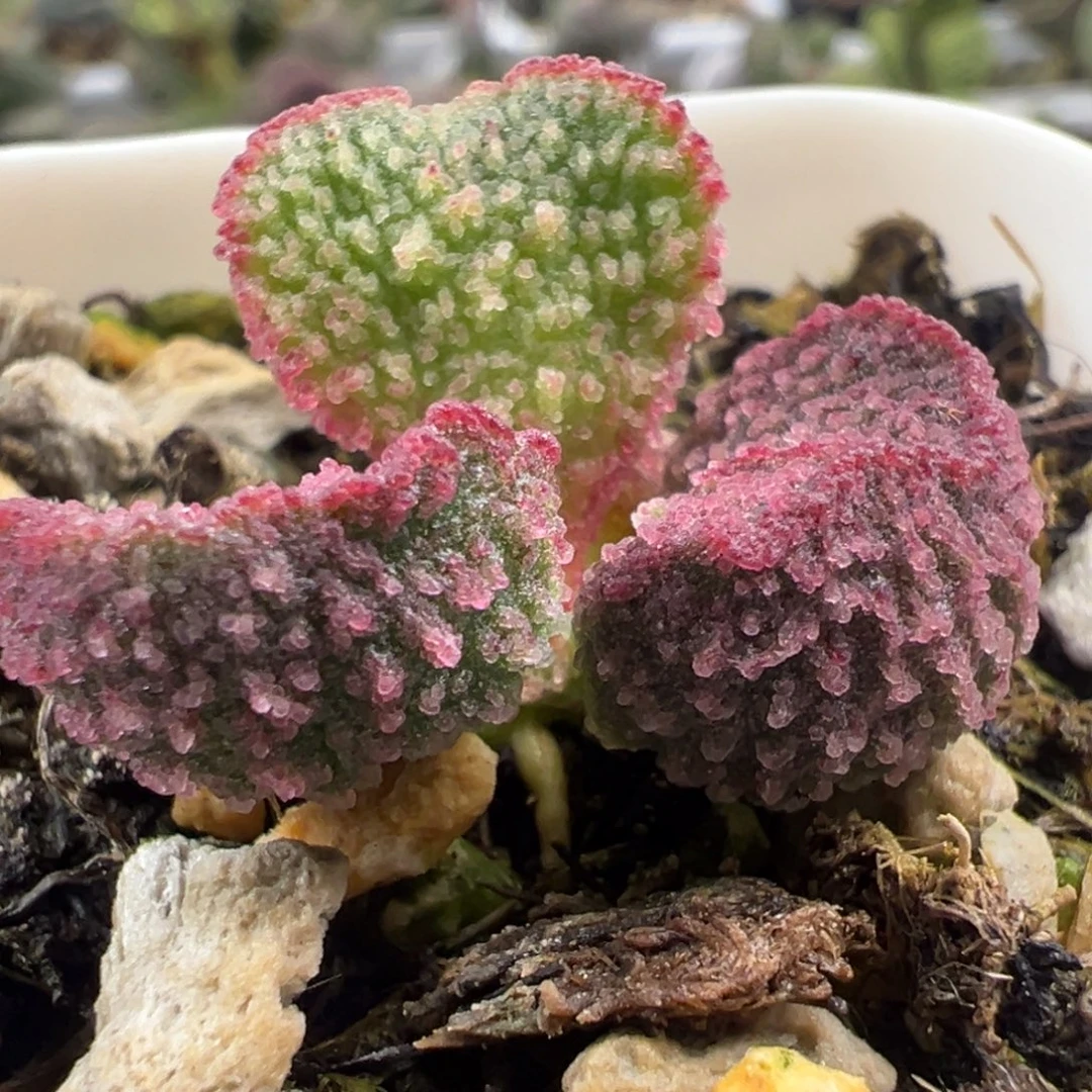 实生新品圆叶水珠颗粒款实生新品