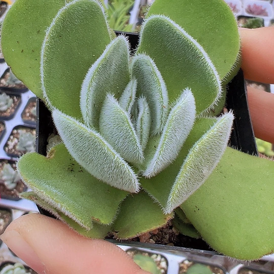 月晕19包邮多肉植物