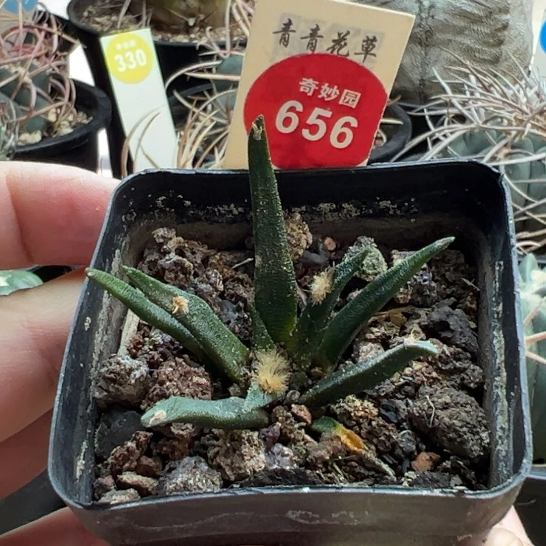 实生龙舌兰牡丹一棵