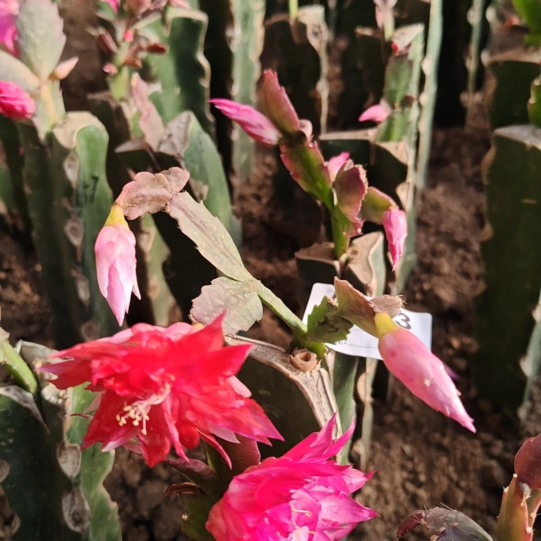2099红重瓣脱土易掉苞芽523