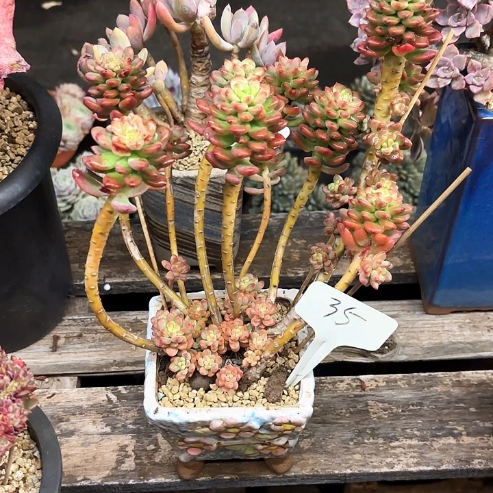 多肉植物，香格里拉35号