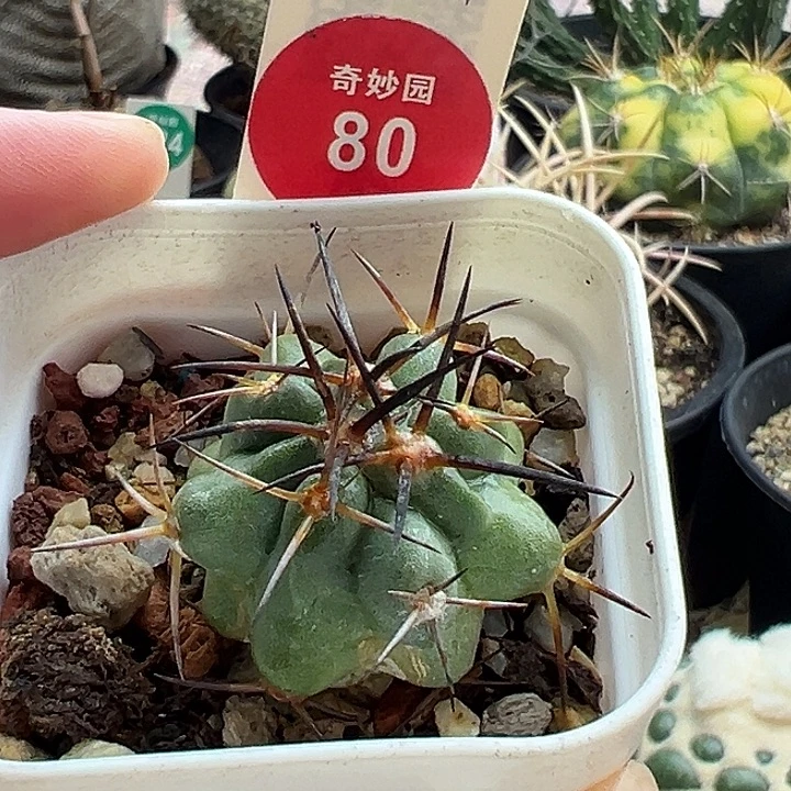 实生狂粗刺龙爪球3cm