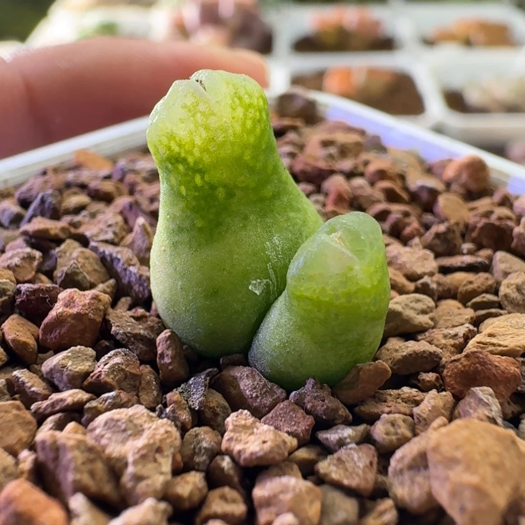 2671大型小葫芦风铃玉