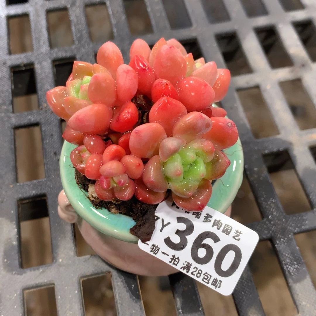 肉萌萌拇指盆精控多肉ZY360