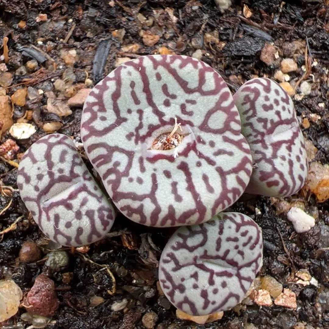 1.27好看的多肉876