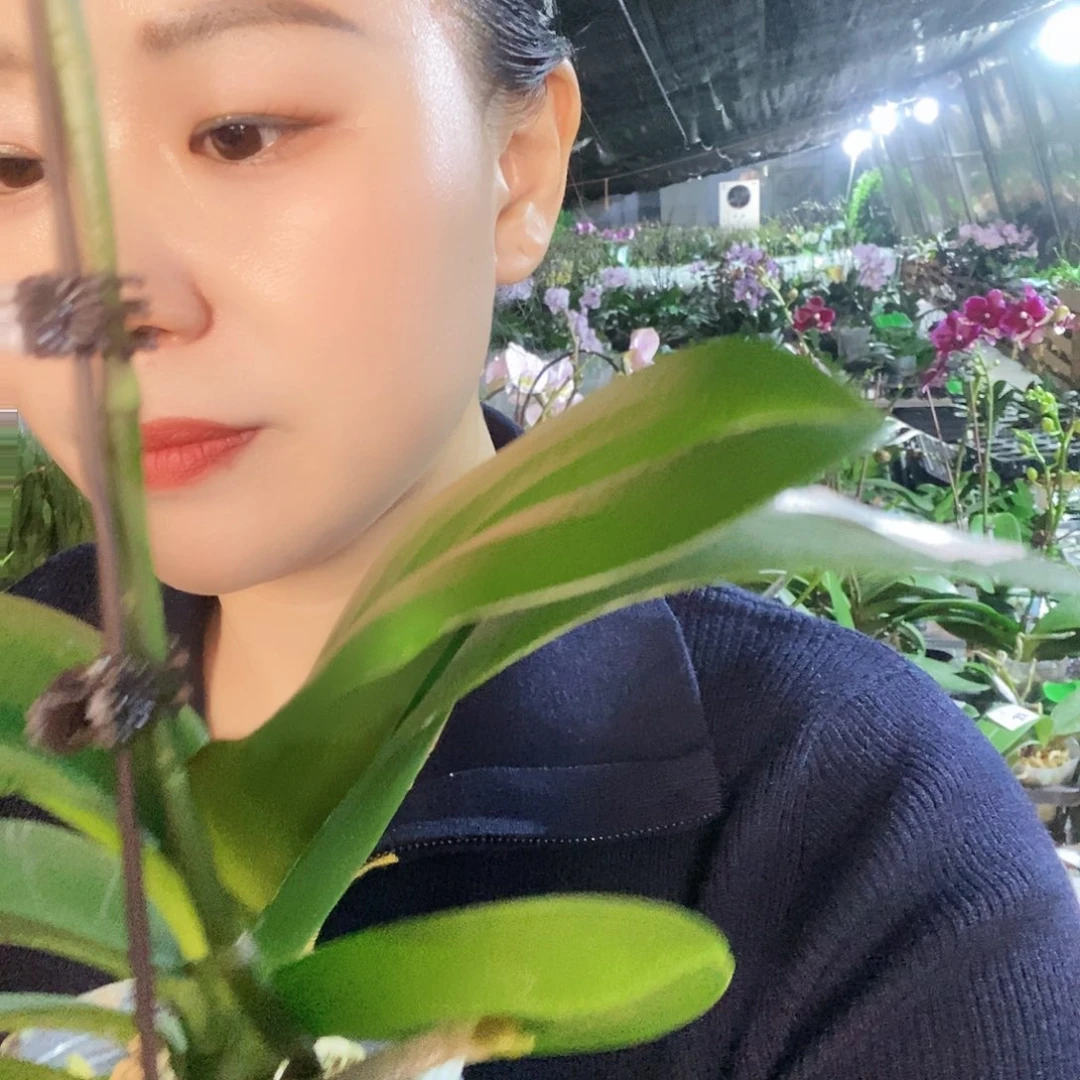 无花朵玛卡龙64蝴蝶兰