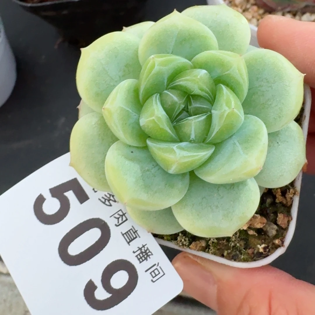 白底            精美多肉植物