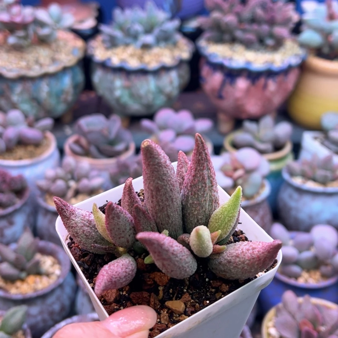 纯红哈默杂。