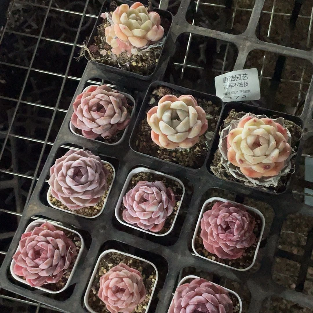 k****萌糖心混一物一拍172