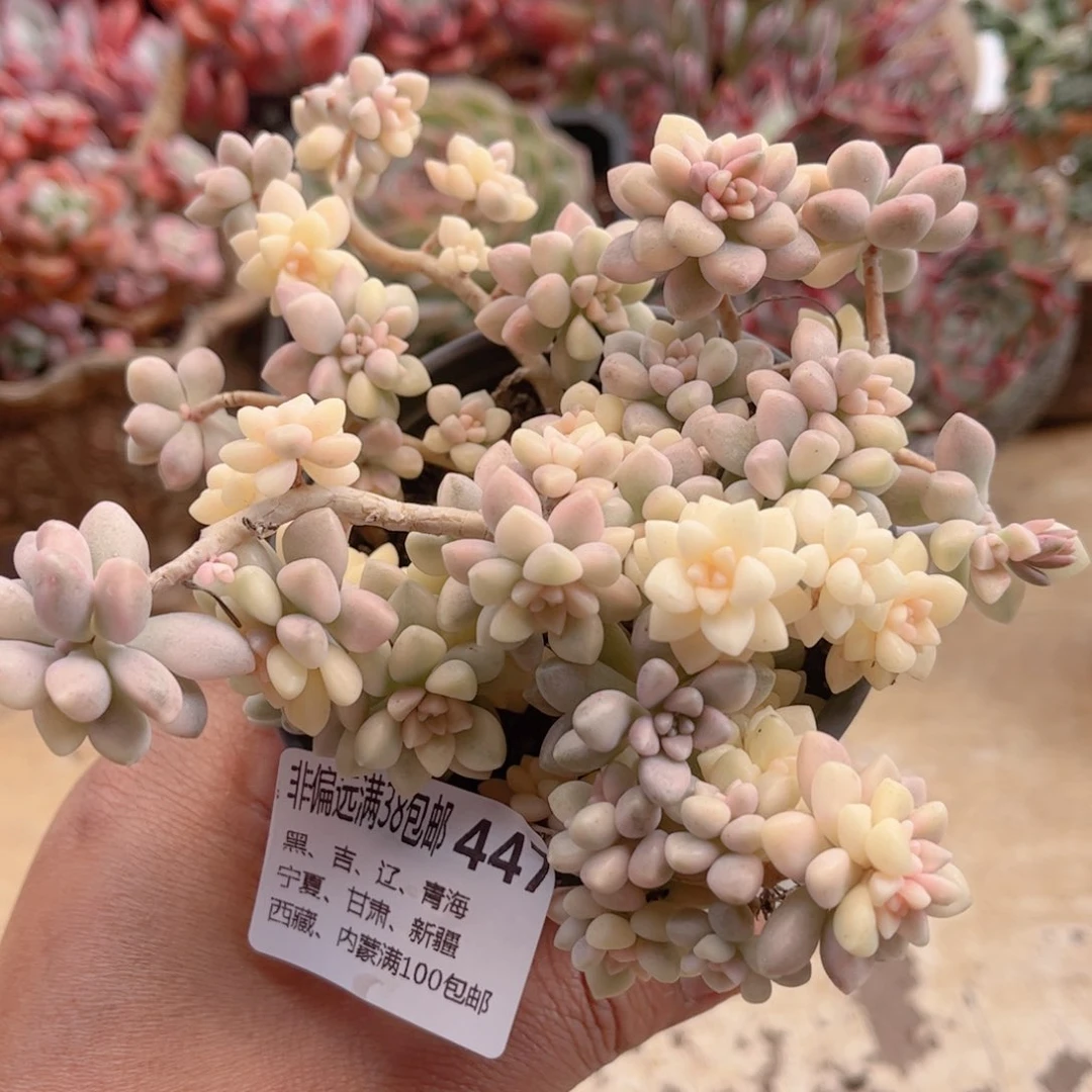 447姬秋丽锦德华多肉