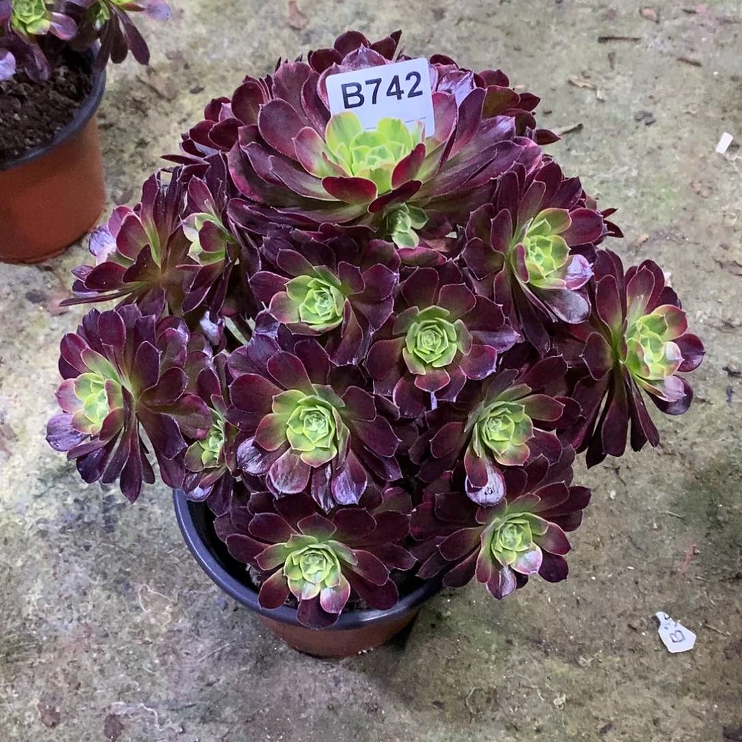 L**敏安娜多肉植物742