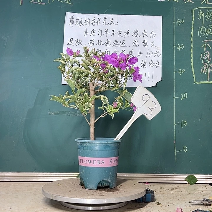 当前无花栽培后可以开花 银边深紫 93