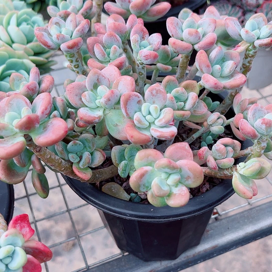 红洛神多头群生老桩