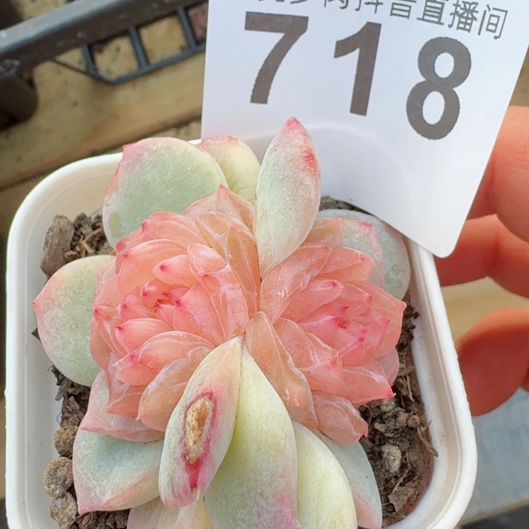 孤品         精品多肉