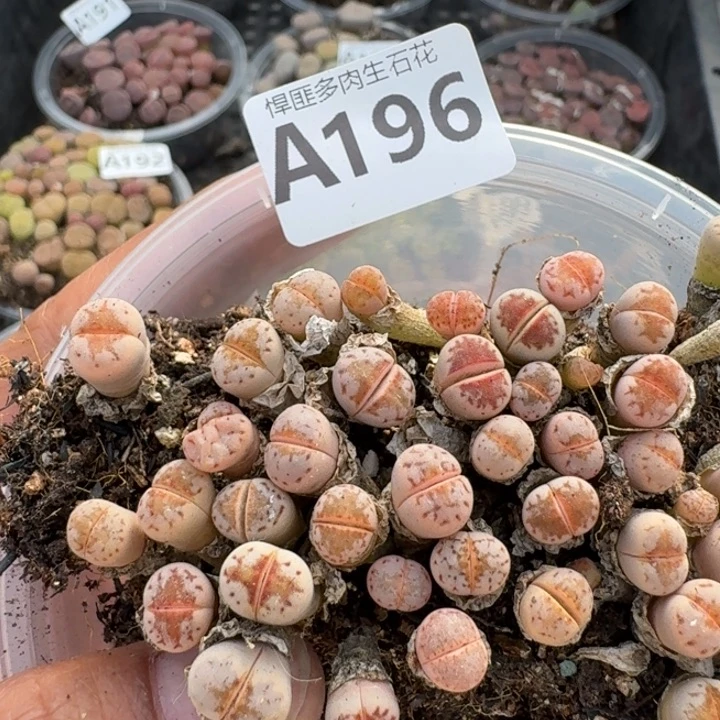 192多肉植物多肉植物