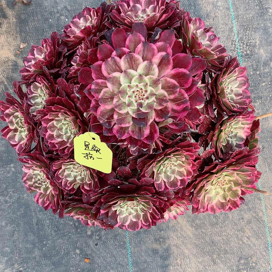 是**一水墨画多肉植物