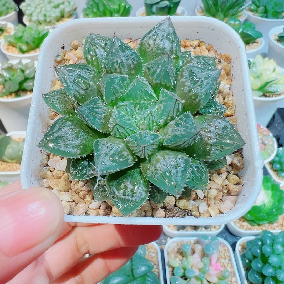 楼兰玉露多肉多肉