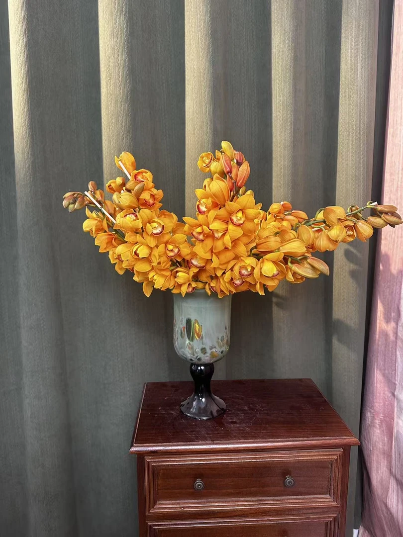 橙色【落日橙大花惠兰】云南产地直发 | 新鲜采摘